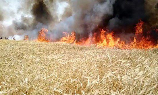 دام برس : دام برس | تضرر نحو 3600 دونم من محصول الشعير في الحسكة جراء الحرائق