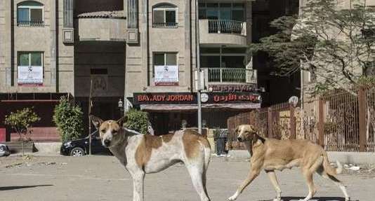 دام برس : دام برس | وزير الزراعة: يوجد 15 مليون كلب ضال في مصر