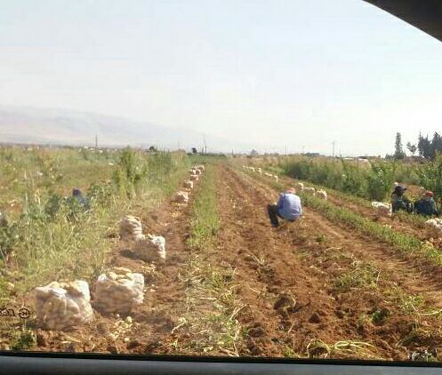 دام برس : السورية للتجارة تستجر فائض حقول البطاطا وتبيعه في صالاتها بـ ١٠٠ ل س