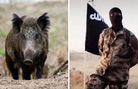 دام برس : خنازير برية تقتل 3 عناصر من داعش ..  والتنظيم ينتقم