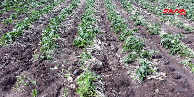 دام برس : الأمطار الغزيرة تلحق أضراراً بالمزروعات في طرطوس