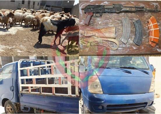 دام برس : دام برس | القبض على٣ أشخاص امتهنوا سرقة الأغنام والمزارع في حماة