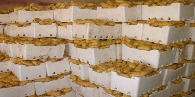 دام برس : دام برس | السورية للتجارة ستحمي مزارعي البطاطا من السماسرة