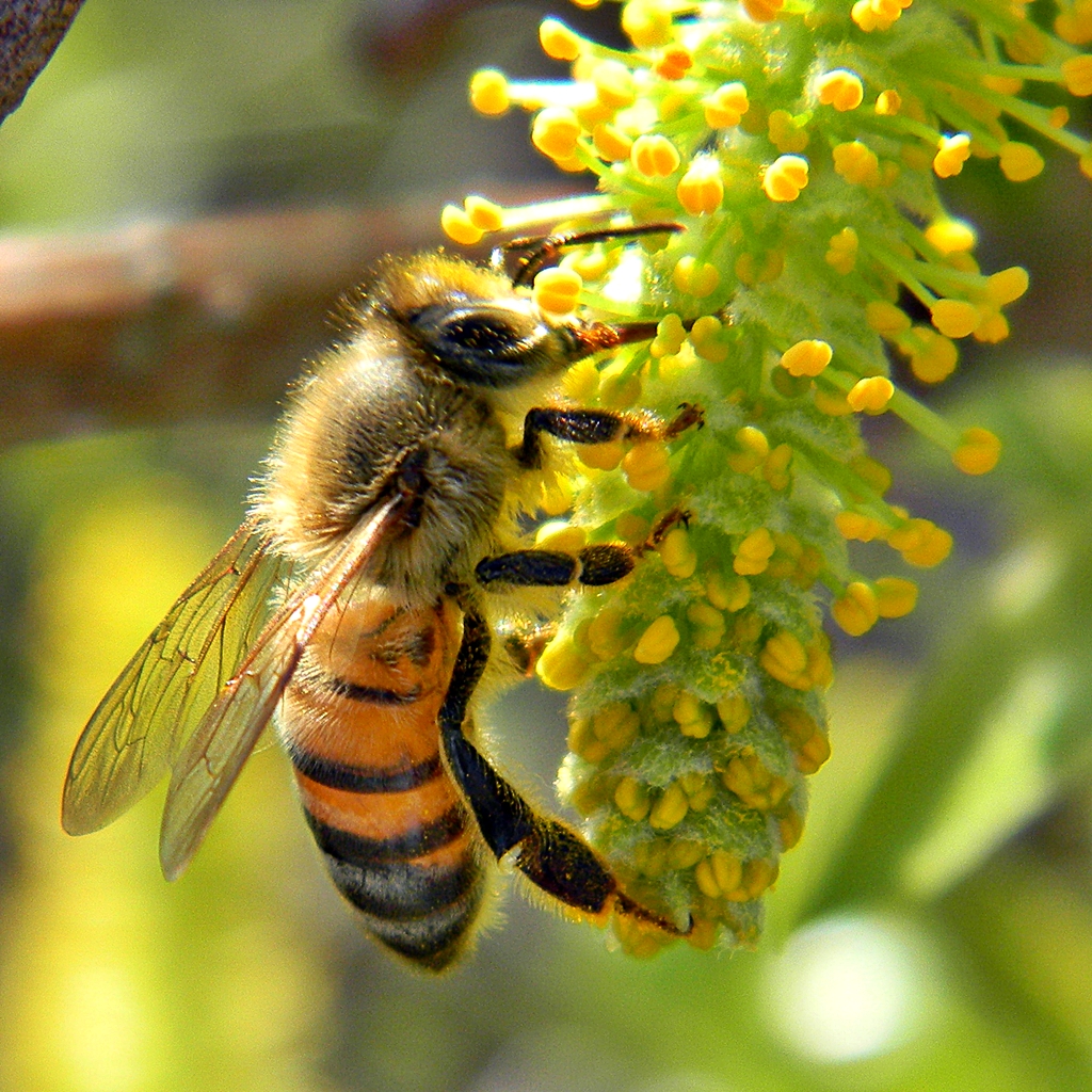 دام برس : دام برس | أسباب اختفاء النحل