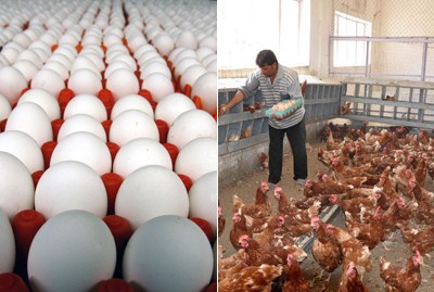 دام برس : دام برس | الحظر العراقي يشل صادرات البيض التركي ويعدم مليون دجاجة تركية