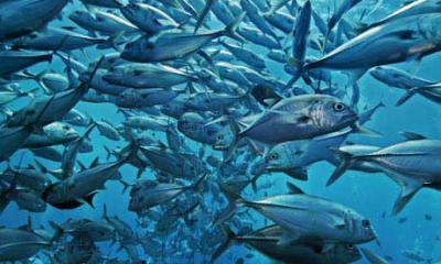 دام برس : دام برس | المحيطات الدافئة تزيد مستويات تواجد الزئبق في الأسماك