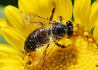 دام برس : دام برس | النحل يساعد علماء في تصميم طائرة آلية تتحمل سوء الطقس