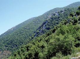 دام برس : دام برس | جبل موسى محيط حيوي في لبنان