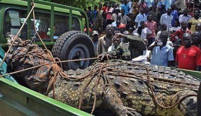 دام برس : الإمساك بتمساح طوله 5.5 متر في أوغندا