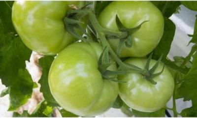 دام برس : دام برس | الطماطم الخضراء تقوي العضلات