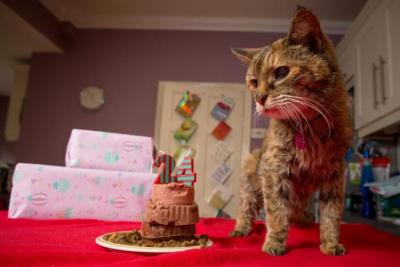 دام برس : دام برس | القطة الأكبر سناً في العالم تدخل غينيس