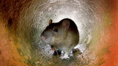 دام برس : الفئران أيضا تندم