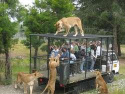 دام برس : دام برس | حديقة حيوان تضع الزوار فى أقفاص وتطلِق الحيوانات