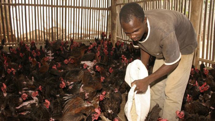 دام برس : دام برس | إنفلونزا الطيور تتفشى في 7 ولايات نيجيرية