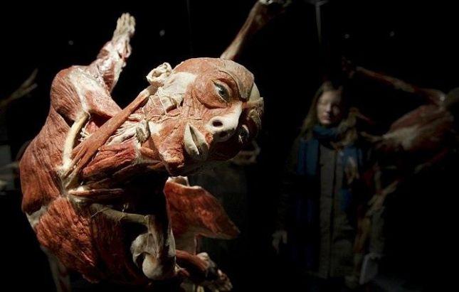 دام برس : افتتاح متحف للجثث منزوعة الجلد في برلين