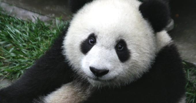 دام برس : دام برس | حيوانات الباندا العملاقة في ازدياد
