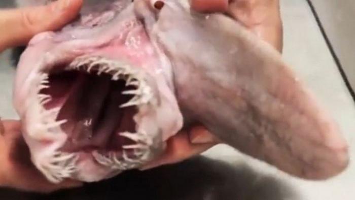 دام برس : أسترالي يصطاد سمكة قرش نادرة