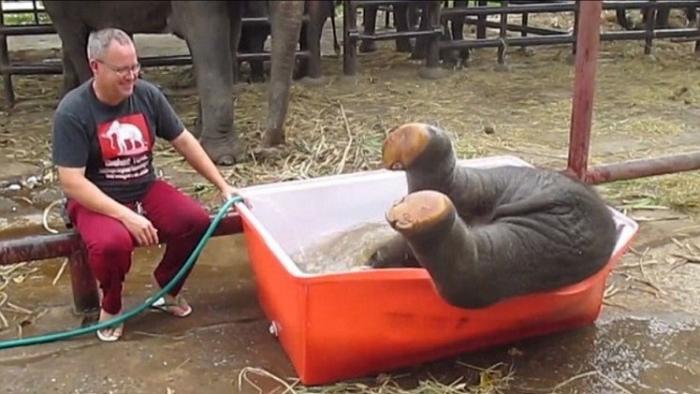 دام برس : دام برس | بالفيديو .. لذة مشاهدة الطفولة هي ذاتها ولو كان الطفل فيلاً