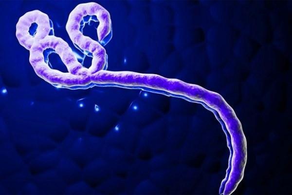 دام برس : دام برس | باحثون: فيروس إيبولا لاينتج طفرات أكثر شراسة
