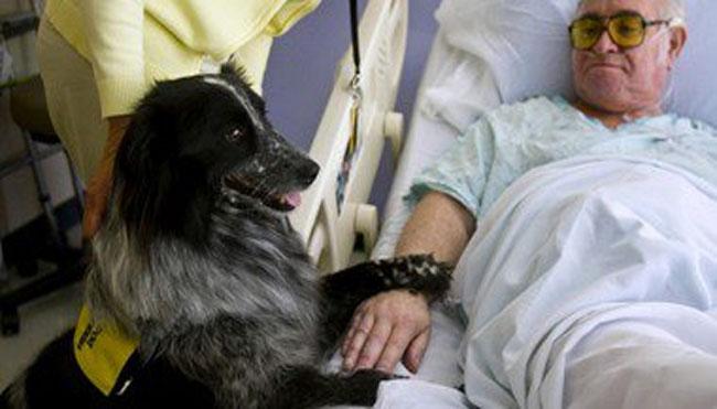 دام برس : دام برس | باحثون هولنديون يستخدمون الكلاب لاكتشاف الإصابة بسرطان الأمعاء