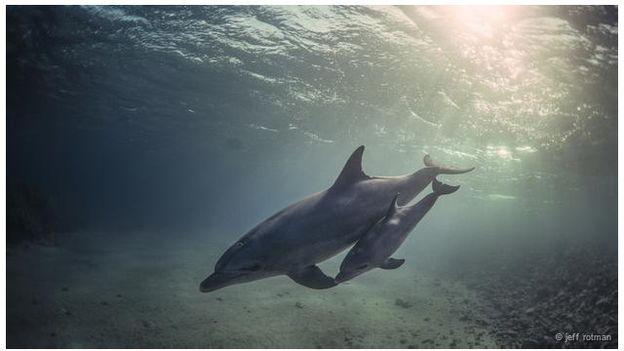 دام برس : دام برس | خطر الانقراض يواجه أندر أنواع الدلافين في العالم