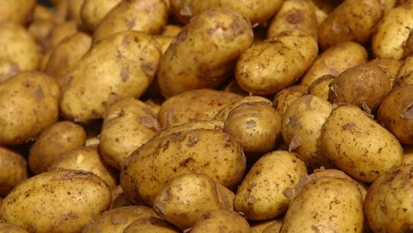 دام برس : دام برس | 400 ألف طن فائض محصول البطاطا