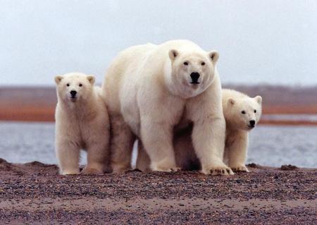 دام برس : دام برس | الدب القطبي يواجه تدهورا حادا في اعداده