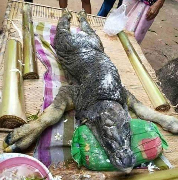 دام برس : مخلوق غريب برأس تمساح وأطراف عجل يرعب تايلاند