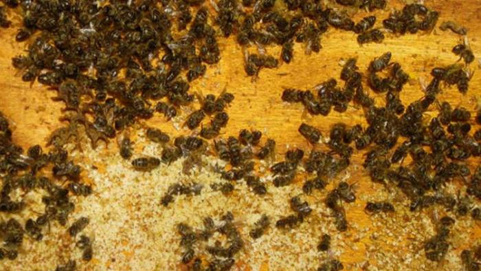 دام برس : دام برس | اتهام أوروبا بانقراض النحل
