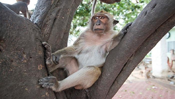 دام برس : دام برس | الكشف عن آلية ظهور الفصام ومرض التوحد لدى القرود