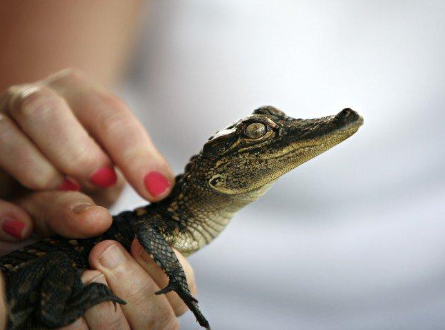 دام برس : دام برس | «إدريس أغوشاف» أول تمساح يولد بالمغرب