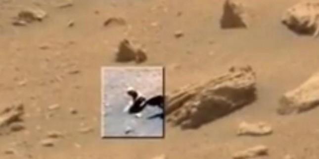 دام برس : رصد حيوان زاحف على سطح المريخ
