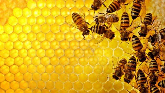 دام برس : دام برس | صورة لسرب من النحل تحدث ضجّة على وسائل التواصل الاجتماعي
