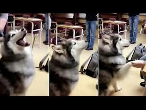 دام برس : دام برس | بالفيديو .. كلب يقول لصاحبته I love you