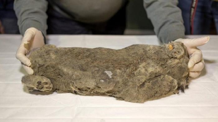دام برس : العثور على أشبال متحجرة من العصر الجليدي