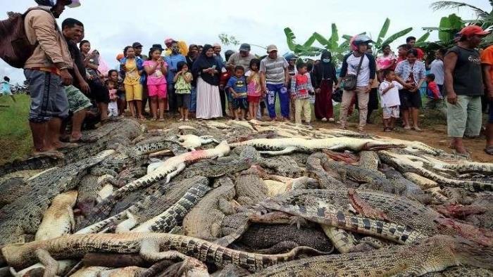 دام برس : دام برس | قتلوا 292 تمساحاً انتقاماً لصديقهم