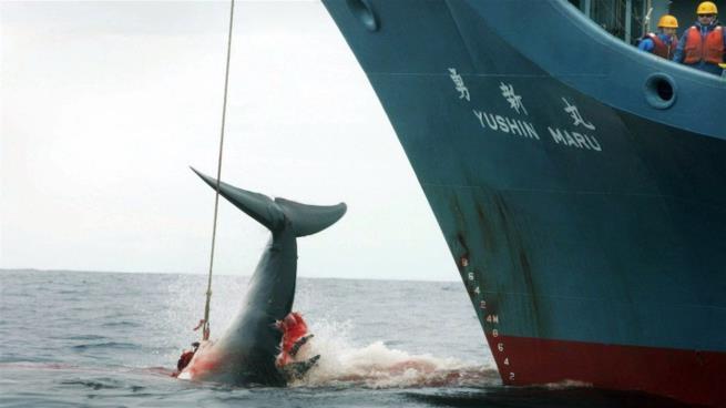 دام برس : الصيادون اليابانيون يرتكبون مجزرة بحق الحيتان
