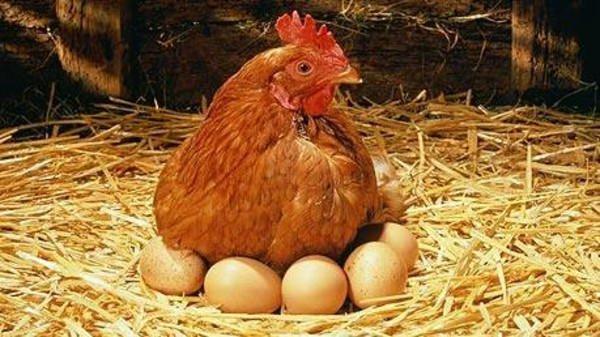 دام برس : دام برس | من جاء أولاً البيضة أم الدجاجة ؟ علماء الفيزياء يتوصلون إلى الإجابة