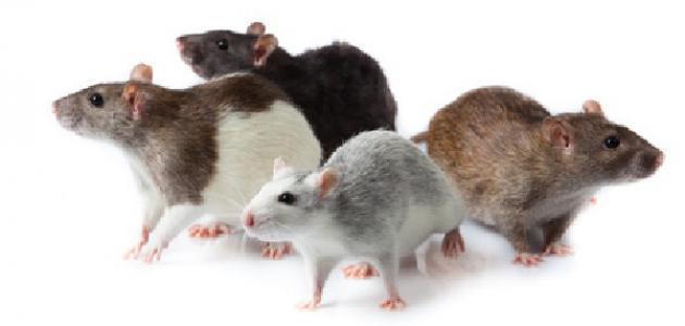 دام برس : الفئران تُطلق صافرات الإنذار داخل أحد المصارف في الهند