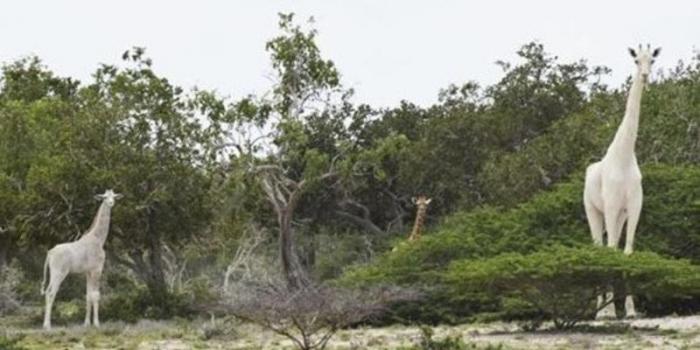 دام برس : دام برس | ظهور نادر لزرافة بيضاء اللون في محمية كينية