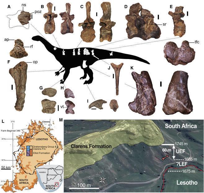 دام برس : دام برس | اكتشاف أكبر مخلوق عاش على الأرض قبل 200 مليون عام