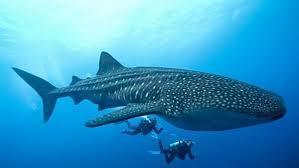 دام برس : دام برس | أكبر سمكة في العالم