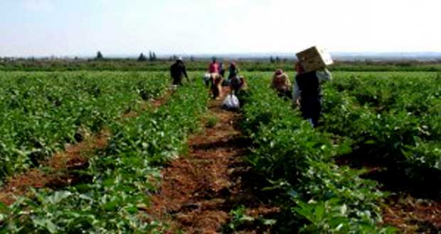 دام برس : الموافقة على تعويض المزارعين المتضررين في طرطوس وجبلة