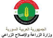 دام برس : دام برس | وزارة الزراعة السورية تعلن عن مسابقة لتعيين 82 متسابقاً من حملة شهادتي الحقوق والاقتصاد