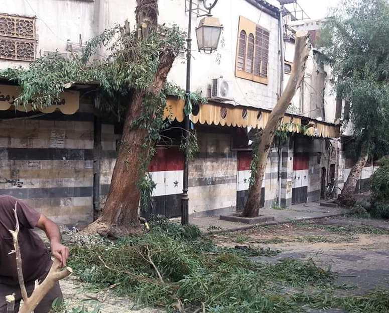 دام برس : محافظة دمشق توقف تقليم الأشجار بسبب القطع الجائر لها ومحاسبة المسبب بالقطع