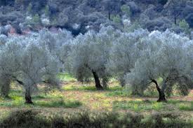 دام برس : الزراعة تبحث أسس تطوير زراعة الزيتون البعل