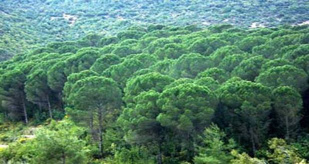 دام برس : دام برس | مشروع لأعادة تأهيل ٥٠٠٠ هكتار من غابات ريف اللاذقية الشمالي بمليار ليرة  