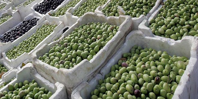 دام برس : 61 ألف طن كميات محصول الزيتون في حمص
