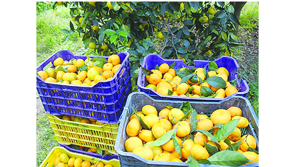 دام برس : وزارة الاقتصاد تفتح باب التقدم إلى برنامج الاعتمادية لتسويق محصولي الحمضيات والتفاح موسم 2024-2025