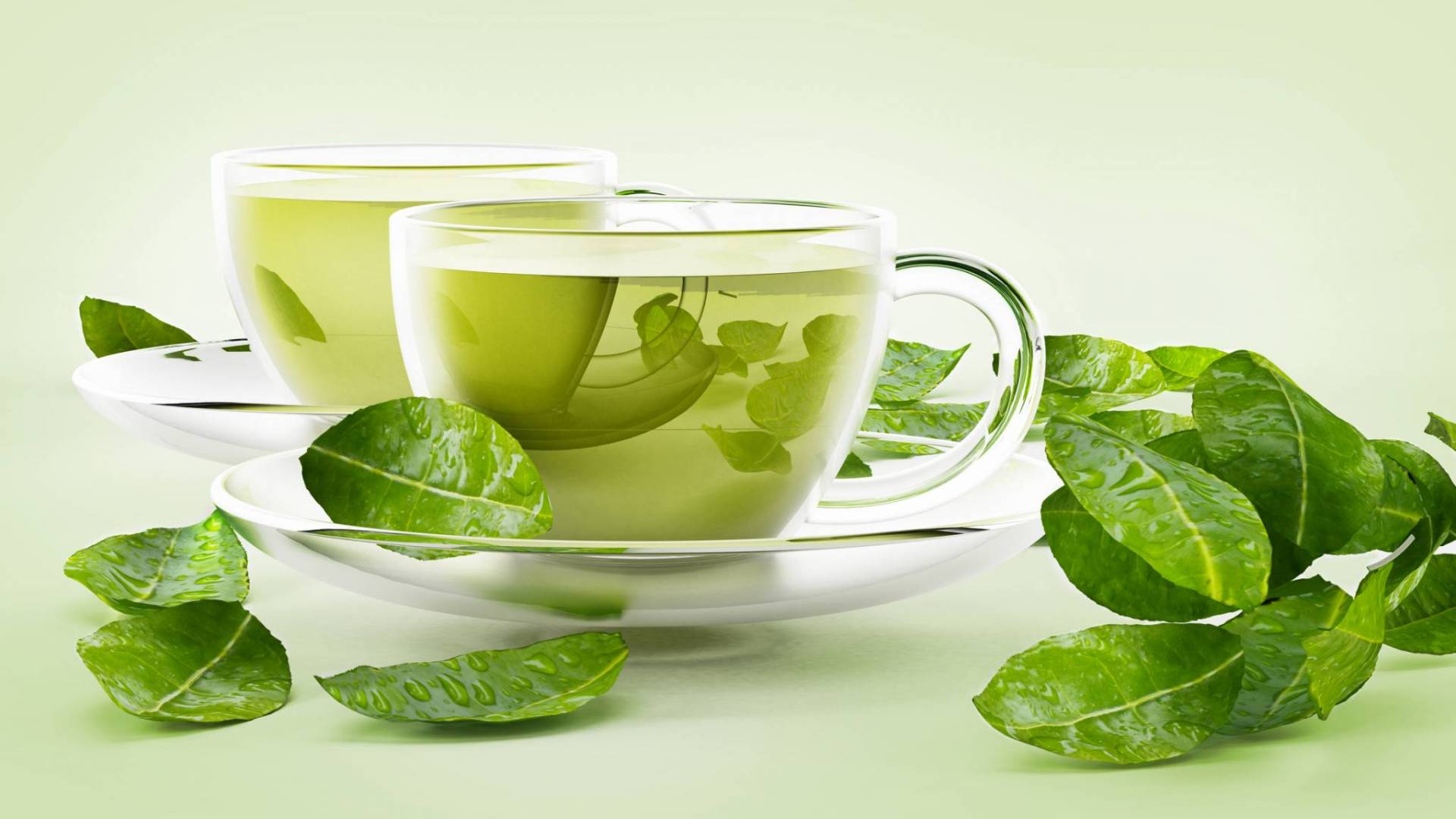 دام برس : دام برس | الشاي الأخضر يعزز مستويات 